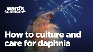 Caring and Culturing for Daphnia [upl. by Retsam320]