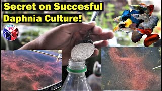 How to Culture Daphnia Successfully [upl. by Keeryt390]