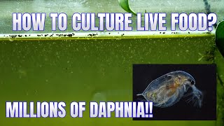 How to Culture Daphnia Secret Method to Breed MILLIONS  Simply Aquatic [upl. by Ennairoc]