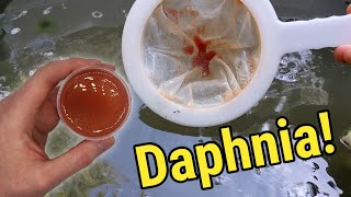 How I Culture Daphnia In Outdoor Tubs [upl. by Annahsad]