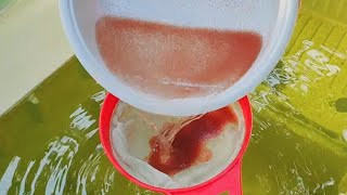 How to culture daphnia  Daphnia culture  How to grow daphnia outdoor [upl. by Hamrnand]