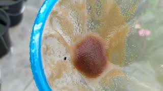 How to culture daphnia moina in a small container Part 1 English Subtitle [upl. by Gebhardt]