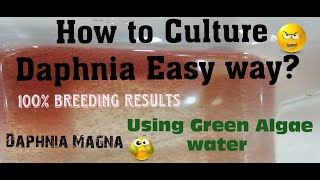 Daphnia MagnaHow to Culture Daphnia Easy wayCulturing Daphnia using Green water Daphnia [upl. by Chaddy]