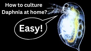 BEST Live Fish Food Beginner guide How to Culture Daphnia at home [upl. by Eilyk]