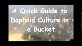 How to culture daphnia outside [upl. by Acirt99]