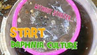 How to culture daphnia moina the easy way 1  Starting the Daphnia culture [upl. by Akimahc925]