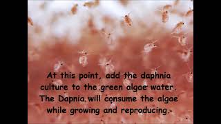 Daphnia  How to grow daphnia in your home [upl. by Catie]