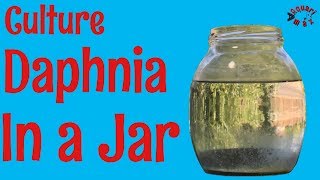 How to Culture Daphnia in a Jar [upl. by Arron]