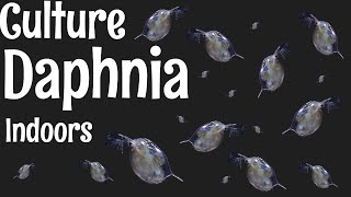 How to Culture Daphnia [upl. by Alvina822]