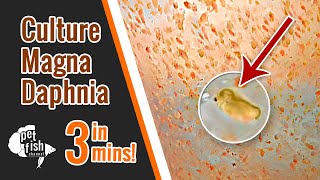 How to culture DAPHNIA MAGNA  The easy way [upl. by Meryl952]