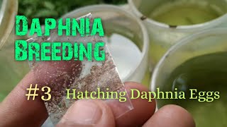 Daphnia Culture made simple and easy 3  Hatching Daphnia eggs [upl. by Nhguavahs]