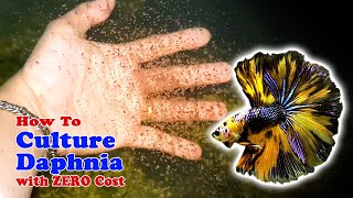 How to Culture Daphnia with ZERO Cost  Unlimited Live Food For Our Fish [upl. by Ainatit96]