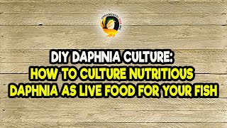 DIY Daphnia Culture How to Culture Nutritious Daphnia as Live Food for Your Fish [upl. by Burtie136]