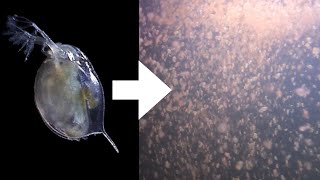 How I Culture Daphnia [upl. by Iadrahc]