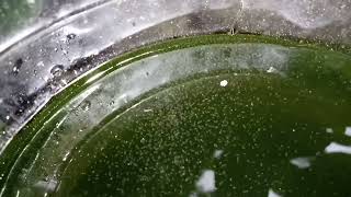 DAPHNIA MOINA CULTURE IN A SMALL BUCKET [upl. by Ferrel]