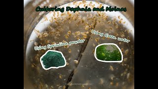 How To Culture Daphnia and Moinas using Green Water Spirulina powder [upl. by Scopp994]