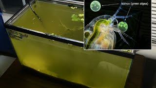 Raising Daphnia for the Freshwater Aquarium [upl. by Divadnhoj]