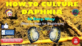 HOW TO CULTURE DAPHNIA In Easy Way [upl. by Wiese985]